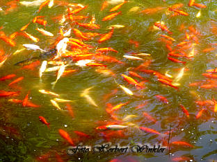 Goldfische im Teich; Herbert Winkler