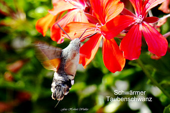 Schmetterling- Taubenschwanz, Foto Herbert Winkler